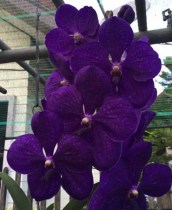 Vanda Pachara Delight